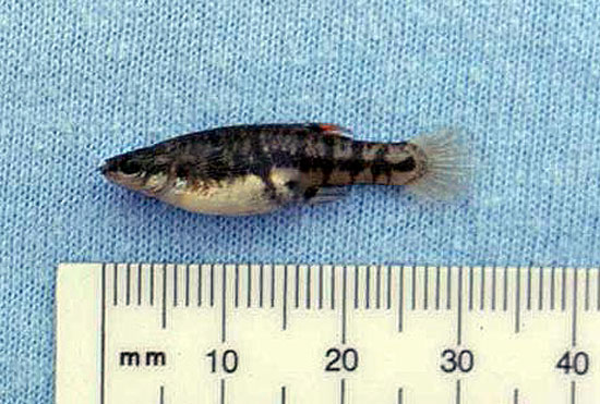 Small&nbsp;Fish